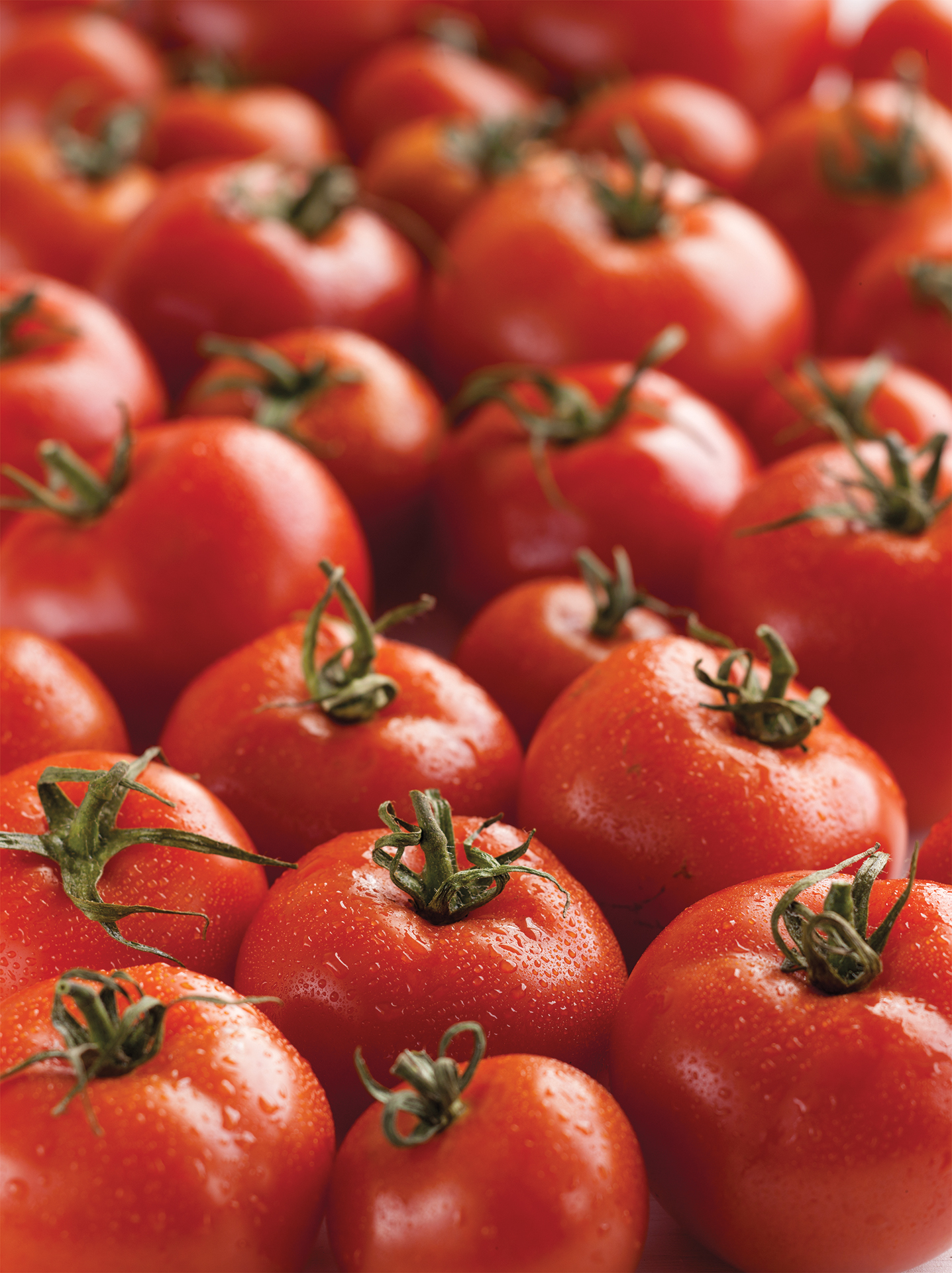 Tomatoes Originated from Mexico