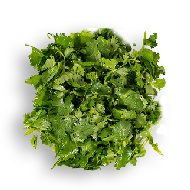 Cilantro